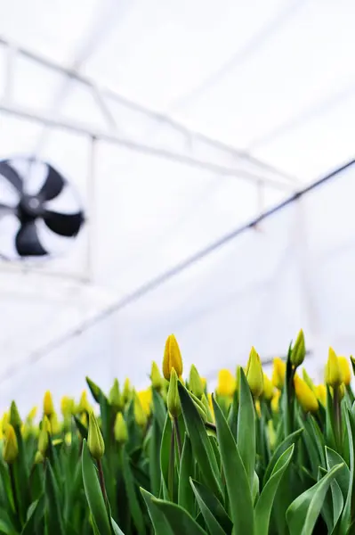 Banyak Tulip Kuning Halus Yang Belum Dibuka Rumah Kaca Dengan Stok Foto Bebas Royalti