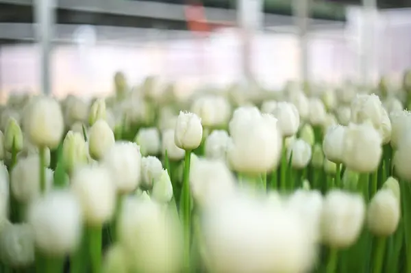Montón Hermosos Tulipanes Blancos Forma Peonía Cerca Invernadero Para Las Fotos De Stock Sin Royalties Gratis