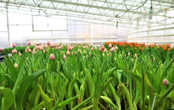 Una Plantación Invernadero Tulipanes Contexto Los Equipos Agroindustriales Invernadero Imágenes De Stock Sin Royalties Gratis