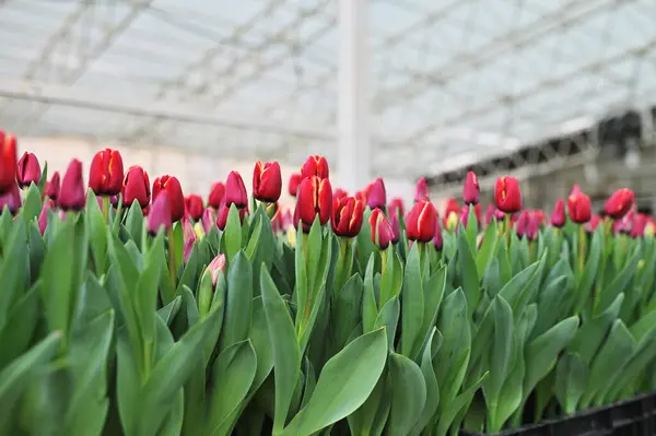 Tulipanes Rojos Sin Abrir Invernadero Sobre Fondo Los Equipos Agroindustriales Fotos De Stock Sin Royalties Gratis