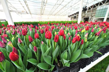 Bir serada açılmamış kırmızı laleler tarımsal endüstriyel ekipmanların arka planında. Bahar Festivali