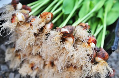 Çiçekli bir seranın arka planında lale soğanları var. Bahar Festivali