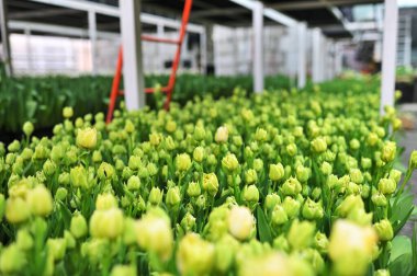 yeşil ve sarı şakayık şekilli laleler bir serada tarımsal endüstriyel ekipmanların arka planında. Bahar Festivali