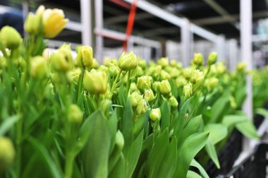 yeşil ve sarı şakayık şekilli laleler bir serada tarımsal endüstriyel ekipmanların arka planında. Bahar Festivali