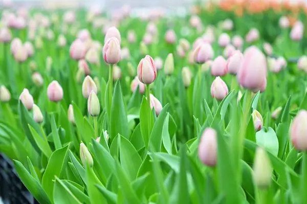 there are a lot of pink tulips at the tulip festival or in a greenhouse in an agro-industrial enterprise