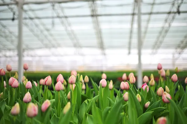 Una Plantación Invernadero Tulipanes Contexto Los Equipos Agroindustriales Invernadero Fotos De Stock