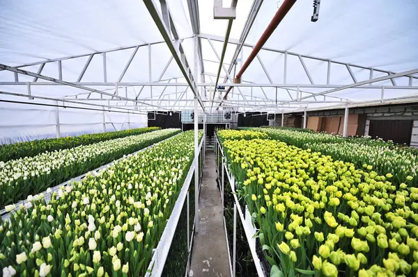 Tulipanes Verdes Amarillos Forma Peonía Invernadero Sobre Fondo Equipos Agroindustriales Imágenes De Stock Sin Royalties Gratis