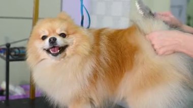 Bir kuaför bir Pomeranya 'lının yününü bir fırçayla tarar. Köpek Bakımı