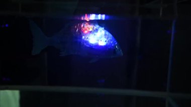 Rostov-on-Don, Russian Federation - December 27, 2022.Robot fish swims in the aquarium at the robotics exhibition. A toy fish with LEDs on the body.