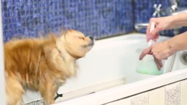 Elinde makasla bir kuaför, özel bir hayvan bakım salonunda Pomeranya köpeği kesiyor..