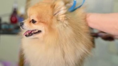 Bir kuaför bir Pomeranya 'lının yününü bir fırçayla tarar. Köpek Bakımı