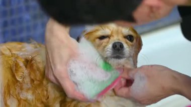 Kafasında sabun köpüğü olan bir Pomeranya köpeği özel bir köpek bakım salonunda banyo yapıyor. Hayvan bakımı.