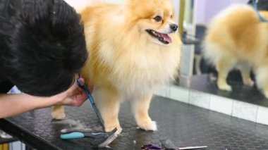 Elinde makasla bir kuaför, özel bir hayvan bakım salonunda Pomeranya köpeği kesiyor..