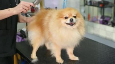 Bir kuaför bir Pomeranya 'lının yününü bir fırçayla tarar. Köpek Bakımı