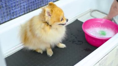 Bir Pomeranya köpeği özel bir köpek bakım salonunda yüzmek için bekliyor.