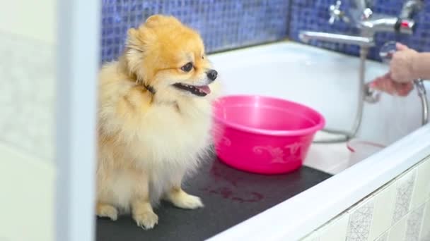 Pomorski Pies Czeka Kąpiel Wyspecjalizowanym Salonie Pielęgnacji Psa Grooming — Wideo stockowe