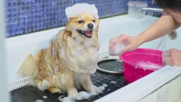 Pomorski Pies Pianką Mydlaną Głowie Kąpie Się Łazience Wyspecjalizowanym Salonie — Wideo stockowe