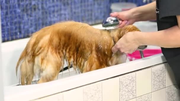 Pielęgniarka Kąpie Pomorskiego Psa Pod Prysznicem Wyspecjalizowanym Salonie Pielęgnacji Zwierząt — Wideo stockowe