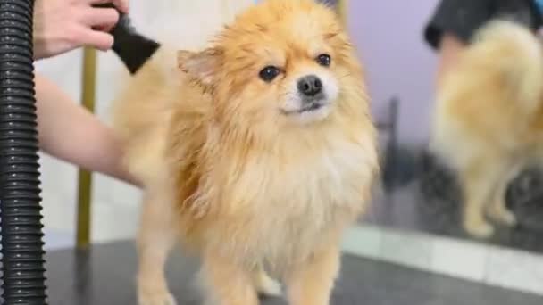 Groomer Dries Hair Pomeranian Dog Hair Dryer Bathing Specialized Salon — Stock Video