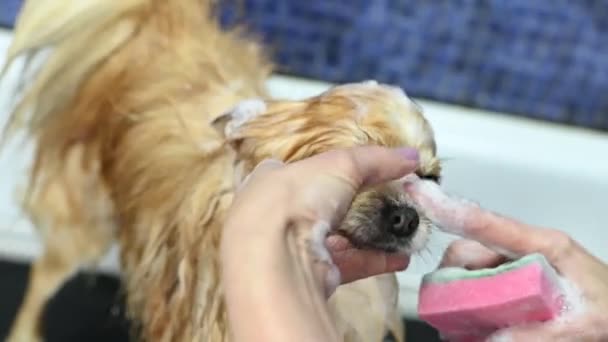 Μια Groomer Λούζει Ένα Σκυλί Pomeranian Στο Ντους Ένα Εξειδικευμένο — Αρχείο Βίντεο