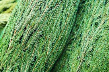 Noel ağaçları Noel pazarında özel ağlarda birbirine yakın..