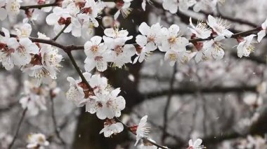 Kar, çiçek açan beyaz kayısı çiçeklerinin arka planına yakın planda düşüyor. Bahar, çiçekler, buzlar, Nisan