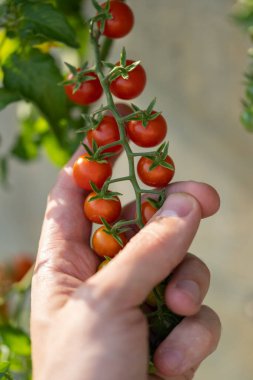 Çiftçi eli, hasat sezonunda çalılıktan taze domates topluyor. Organik mağazalarda ve köy fuarlarında doğal sebzeler yetiştiren tarım çiftliği