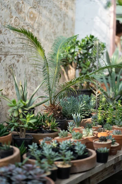 Loja Plantas Acolhedora Com Vasos Plantador Vitrine Madeira Pote Terracota — Fotografia de Stock