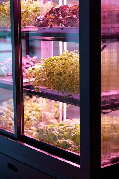 Full spectrum LED grow lights for salad, microgreens growing in modern vertical farm under ultraviolet UV plant lights for cultivation indoors. Hydroponics and smart farming concept.