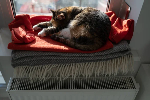 Katt Liggande Bekväm Röd Filt Gömmer Näsan Mellan Tassarna Försöker — Stockfoto