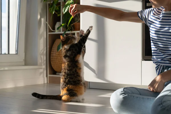 Młoda Właścicielka Lubi Trenuje Swojego Ukochanego Zwierzaka Domu Trójkolorowy Kot — Zdjęcie stockowe