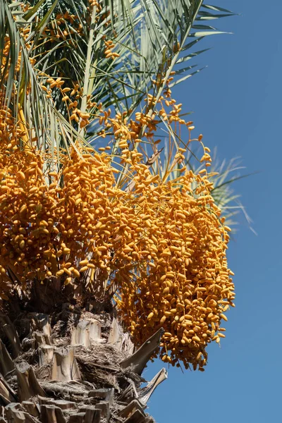 Date palm against blue sky on sunny day, Turkey. Phoenix dactylifera plant. Close up of unripe orange dates hanging on tree. Tropical agriculture industry and exotic fruits concept