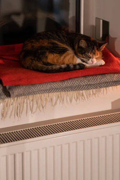 Домашняя Кошка Греется Подоконнике Холодную Зимнюю Погоду Наслаждаясь Воздухом Исходящим — стоковое фото