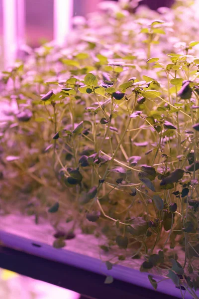 Full spectrum LED grow lights for salad, microgreens growing in vertical farm under ultraviolet UV plant lights for cultivation indoors. Hydroponics and modern methods of growing plants