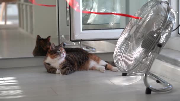 家猫安静地躺在电扇旁边 看着红丝带在风中飘扬 在炎热的天气里 靠近窗户和镜子的钢制地面风扇在房子或公寓内冷却空气 供宠物使用 — 图库视频影像