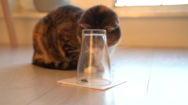 好奇的猫小心地看着被逮住的黄蜂 或在倒立的玻璃杯烧杯中飞舞 尽量不忽略刺鼻的昆虫 宠物在家里生活的概念 浅水区深度 — 图库视频影像