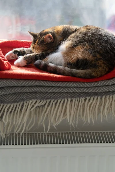 Huskatt Sover Röd Tröja Liggande Fönsterbrädan Sällskapsdjur Vilar Varm Lägenhet — Stockfoto