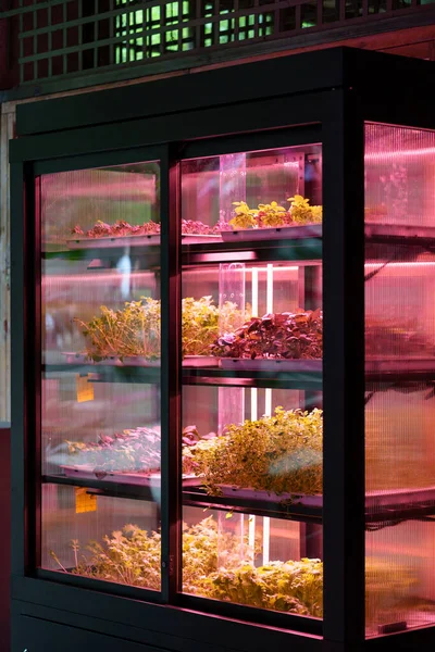 Eco Biologische Moderne Smart Farm Appartement Plantaardige Groene Salade Bloemen — Stockfoto