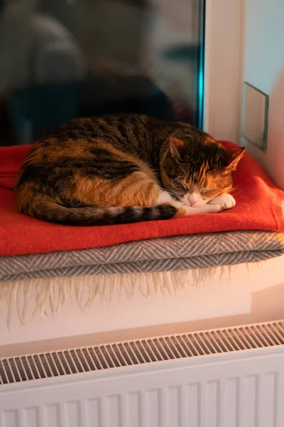 Домашняя Кошка Греется Подоконнике Холодную Зимнюю Погоду Наслаждаясь Воздухом Исходящим — стоковое фото