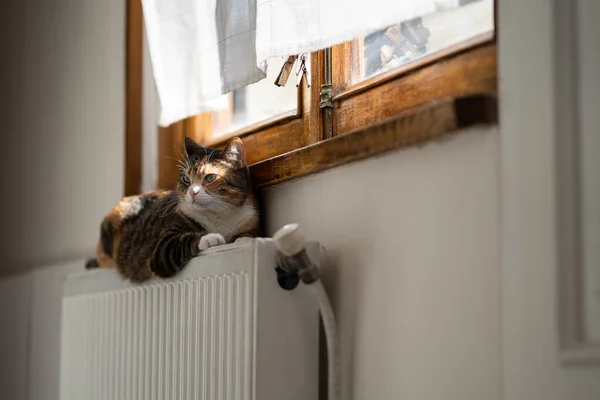 Flauschige Dreifarbige Katze Entspannt Auf Gemütlichen Akku Drinnen Heizsaison Ist — Stockfoto