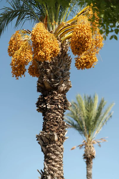 Mavi Gökyüzünün Arka Planındaki Palmiye Ağacından Sarkan Olgunlaşmamış Portakal Meyveleri — Stok fotoğraf