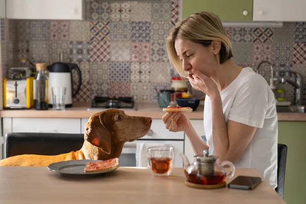 stock image Loving Vizsla dog looks at female owner and wants to eat sandwich with jam closeup. Middle-aged woman teases domestic animal with sandwich licking sweet fingers sitting at kitchen table closeup