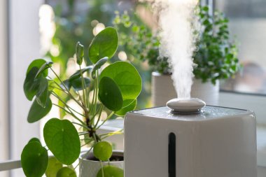 Steam from electric humidifier, moistens dry air surrounded by indoor houseplants during the heating season. Home garden, hobby, plant care. Humidification, comfortable living conditions concept.  clipart