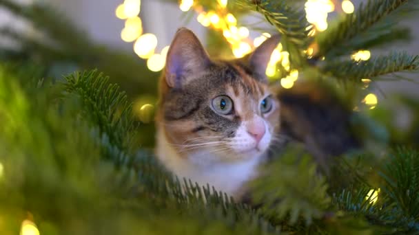 Sevimli Kedi Yılbaşı Ağacının Içinde Oturmuş Led Çelenklerle Çevrili Sıkışmış — Stok video