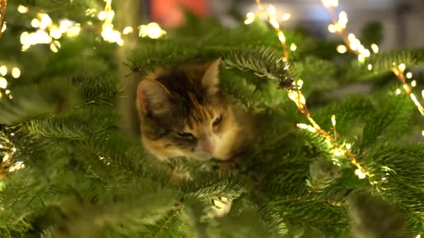 Χαριτωμένη Γάτα Κάθεται Μέσα Στο Χριστουγεννιάτικο Δέντρο Που Περιβάλλεται Από — Αρχείο Βίντεο