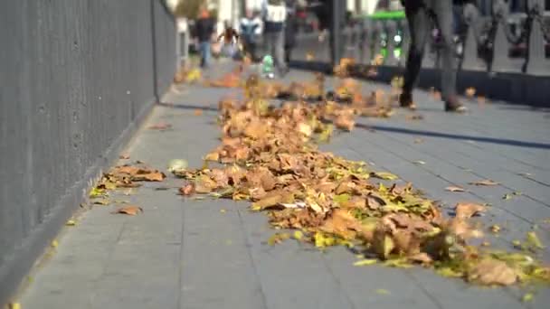 秋天的黄叶落在城市的人行道上 及时让风吹来 未清洁的城市街道 绿树成荫 污染了人们走路和开车的地方 — 图库视频影像
