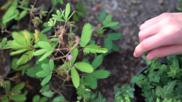Kadın Parmağı Dokunduğunda Küçük Mimoza Yapraklarına Dokunur Dokunduğunda Katlanan Broşürler — Stok video