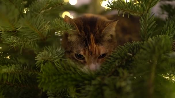Симпатичная Кошка Сидит Внутри Рождественской Елки Окруженная Светодиодной Гирляндой Застряла — стоковое видео