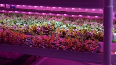 Pazı tohumları mor LED ışığı altında serada yetişiyor. Su tesisatı kapalı sebze fabrikası. Zirai kültürleri ve aydınlatma ekipmanları olan bir sera. Yeşil salata çiftliği kavramı. 