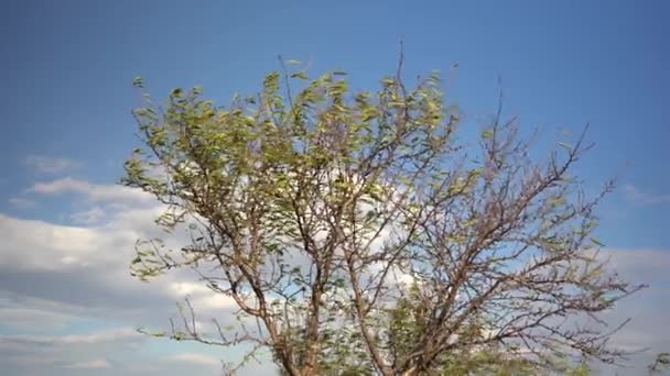 Vrchol Podzimního Stromu Částečně Spadlým Listím Pod Modrou Oblohou Mraky — Stock video